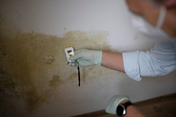 Home Mold Removal in Key Center, WA