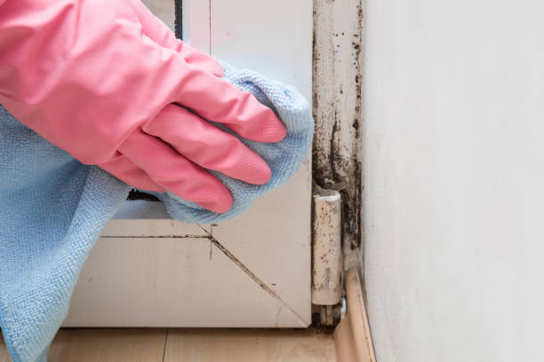 Reliable Key Center, WA Mold Removal Solutions